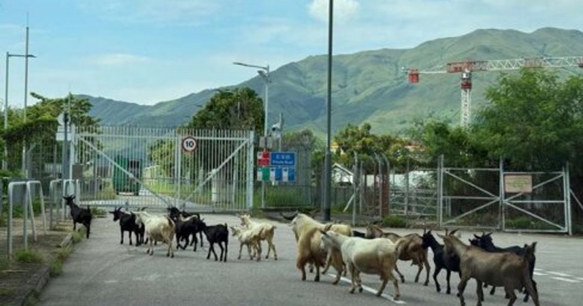 Government Proposes License Requirement for New Territories Sheep Raising; Official Denies Industry Building Plan