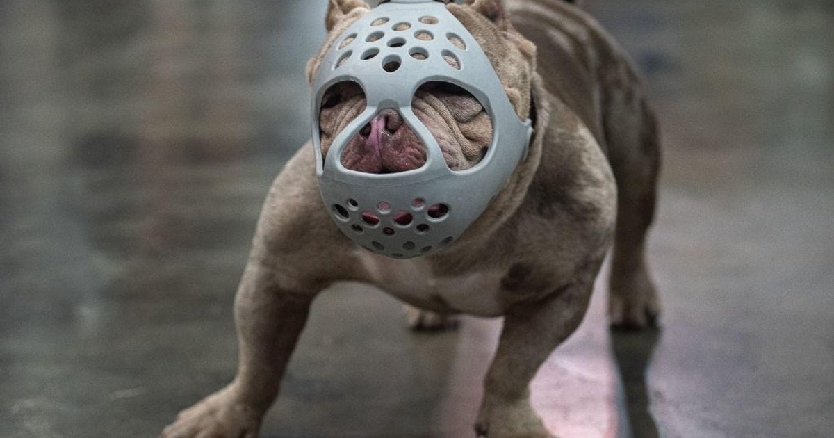 數據揭示大部份狗咬人致命個案 死於狂犬病而非直接咬傷 世衛發布傷後處理六步指引