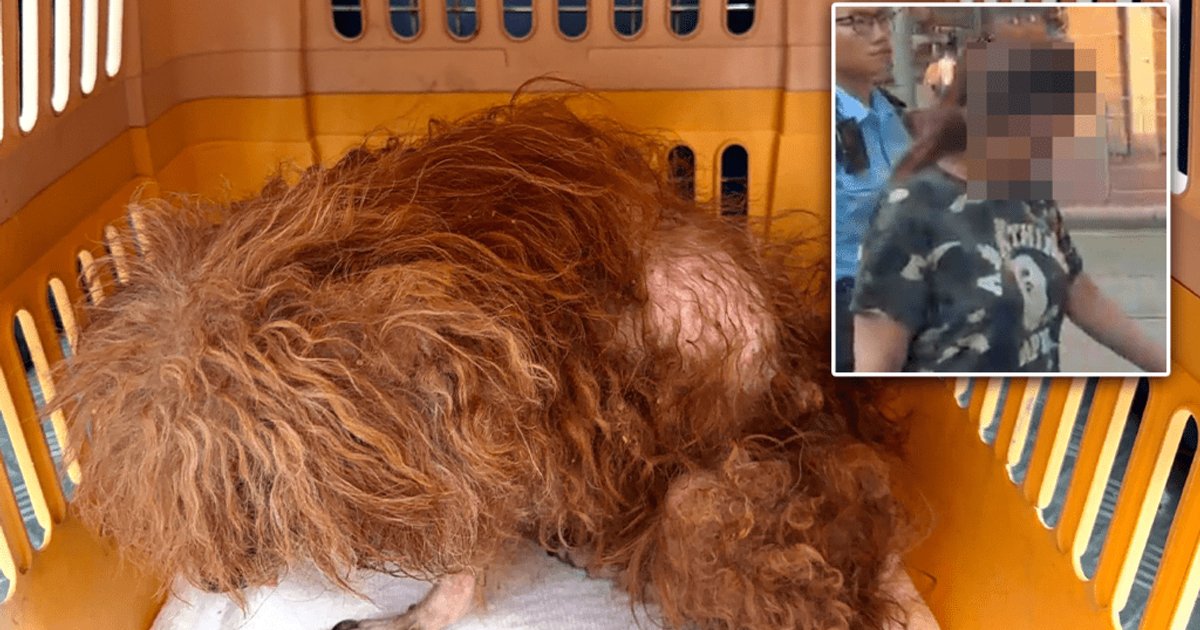 Yau Ma Tei tenant arrested after dog found emaciated