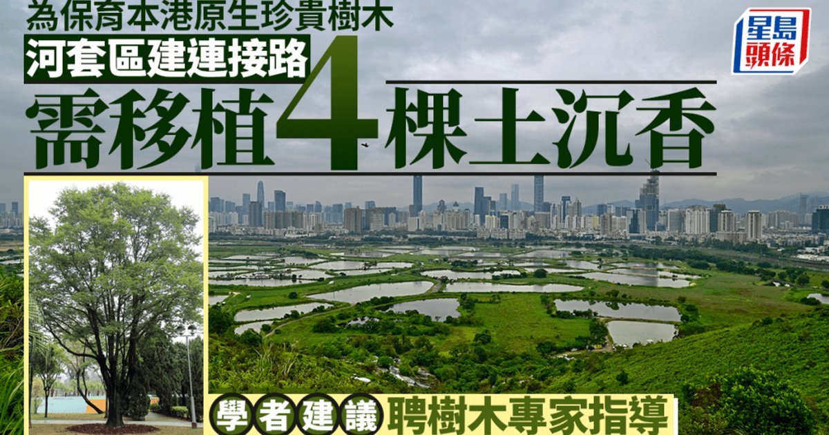 Hetao Development Requires Transplanting Four Precious Aquilaria Trees for Eastern Connecting Road