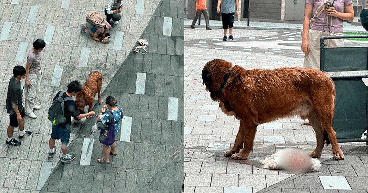 渔护署确认元朗致命狗咬人案犬主身份 考虑提出检控