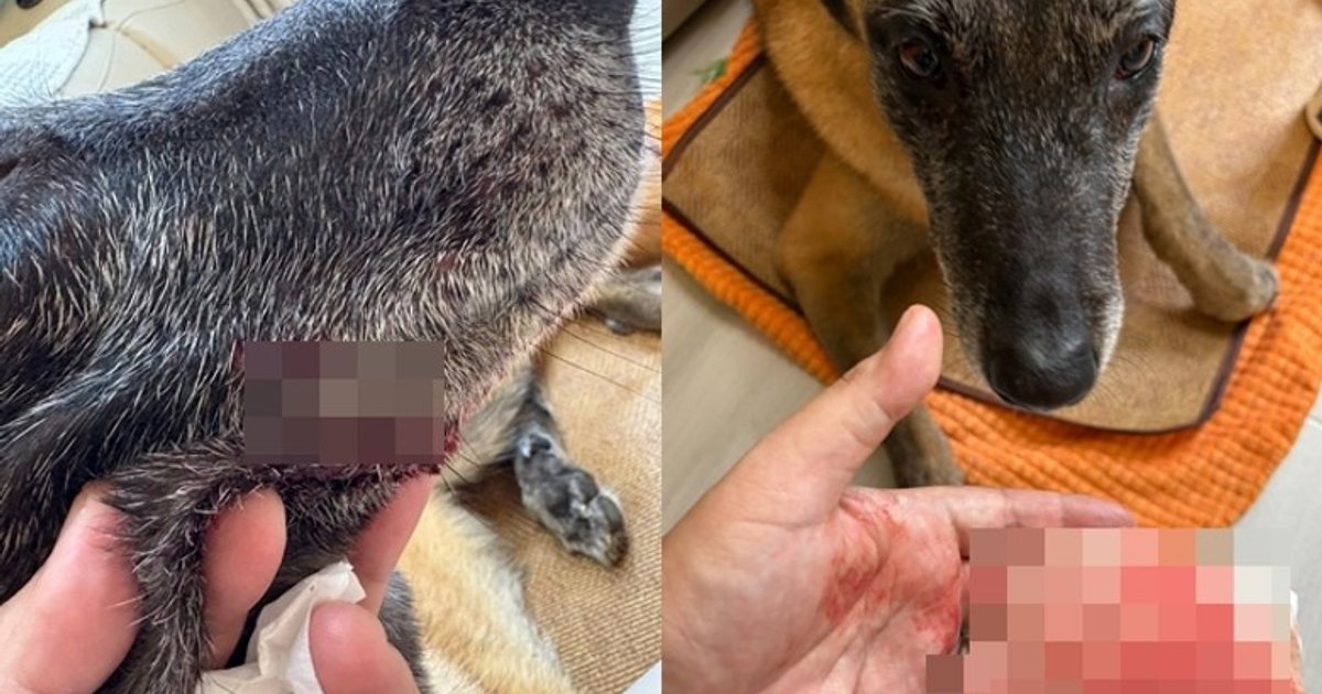 Tsuen Wan Dog Attack: Leashed Pet Severely Injured by Three Unleashed Dogs, Owner Flees