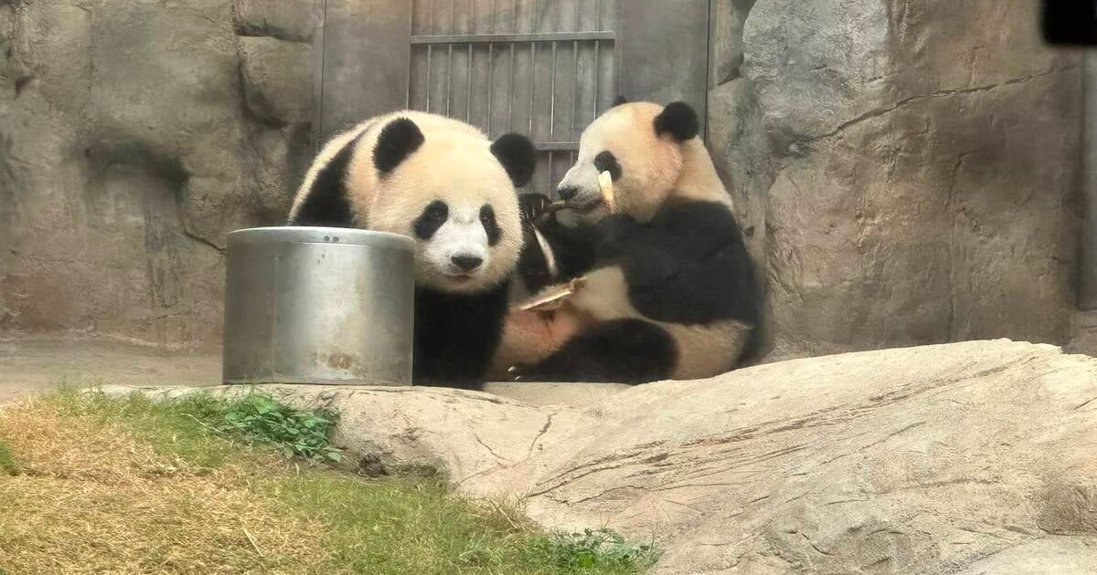Hong Kong Giant Panda Twins Jiajia and Dede Mark Second Birthday at Ocean Park