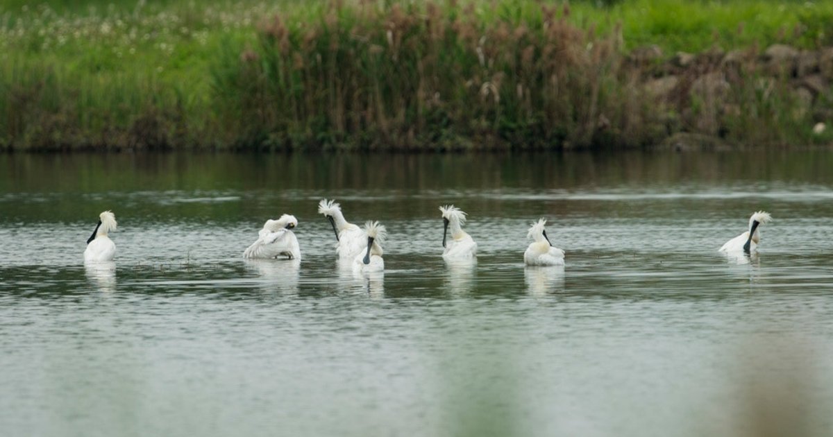 Hong Kong Unveils Biodiversity Strategy 2035 to Strengthen Ecological Protection