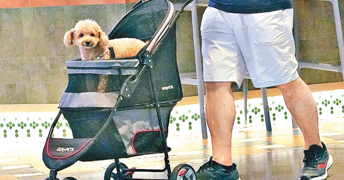 弃养风盛｜过去3年涉犬只袭击检控达679宗　渔护署年均接收逾千只狗