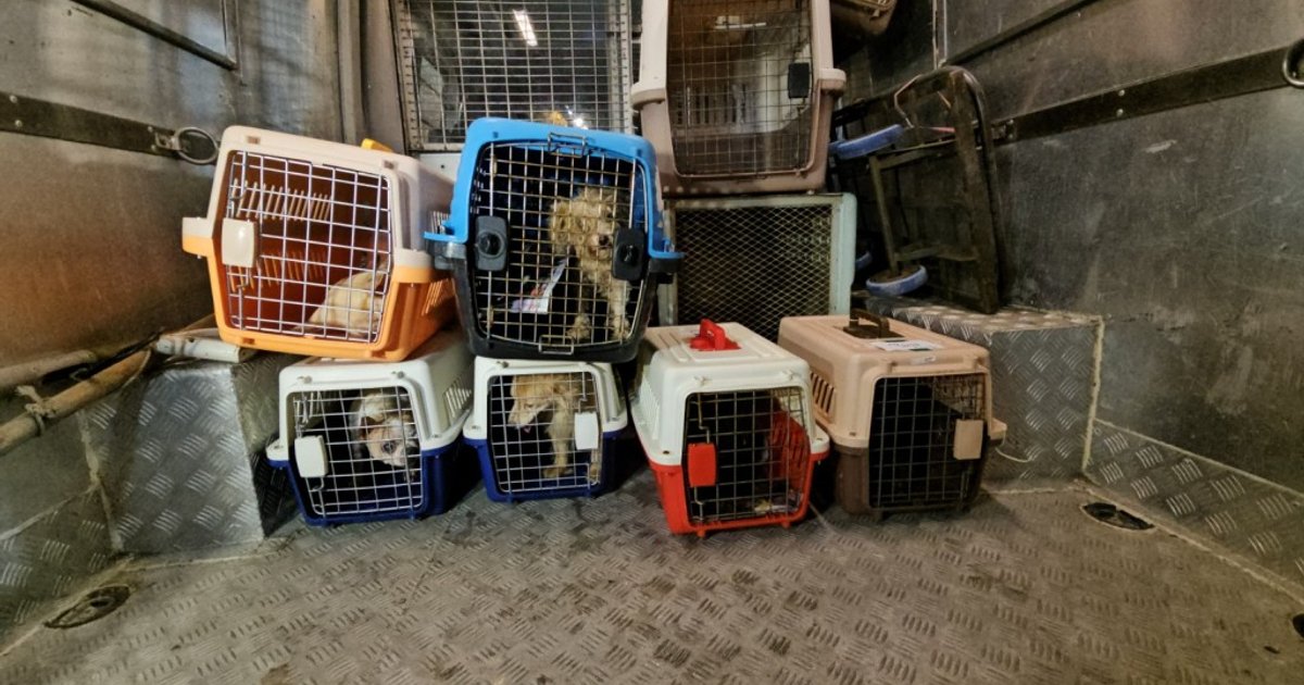 政府研禁寵物美容手術 收緊動物殘酷罰則