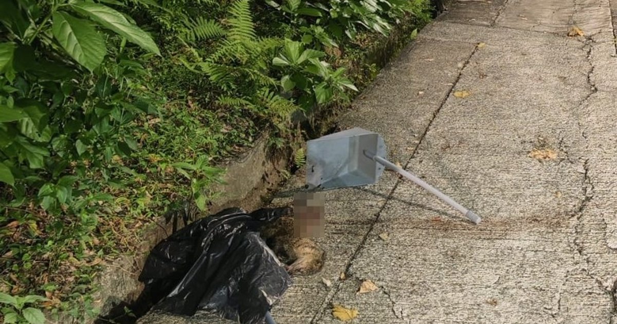 Civet Found Dead on Sai Kung Road; Driver Mistook Animal for Raccoon