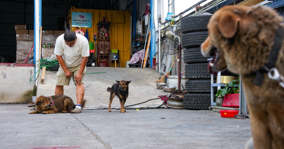 元朗致命犬只袭击事件　动保团体促收紧宠物法规