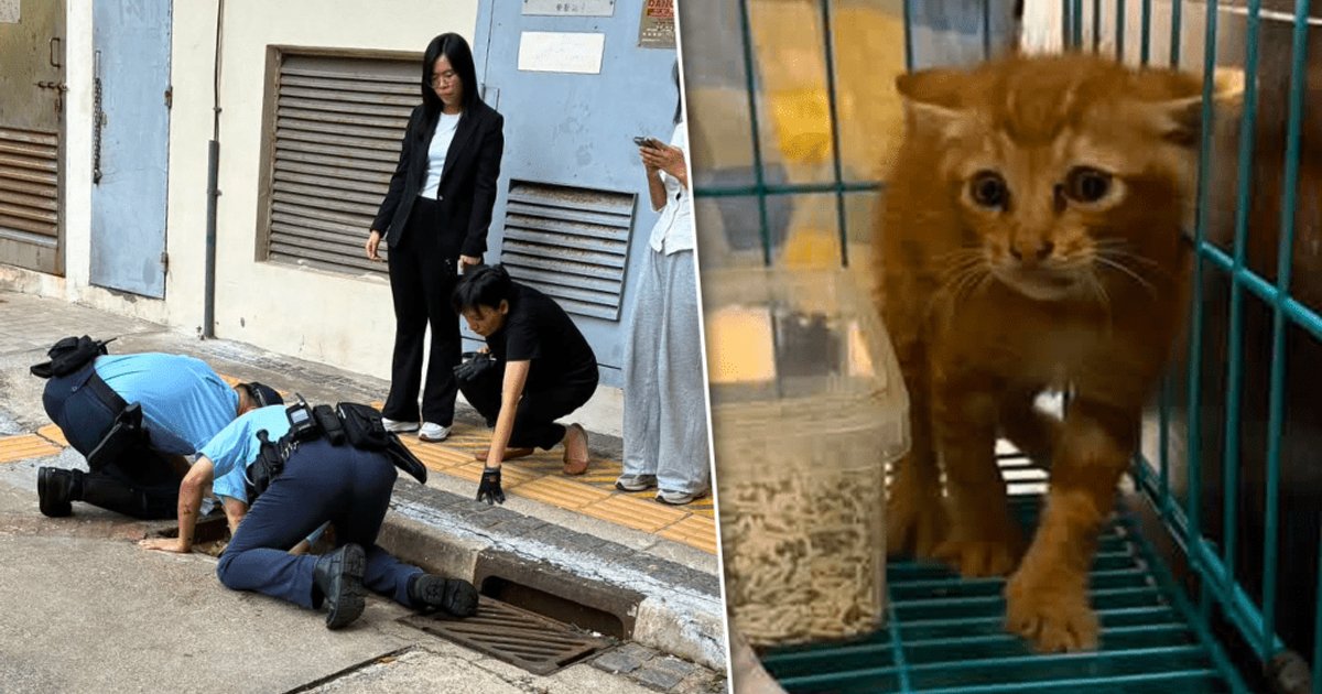 赤柱马坑邨猫B困水渠 消防警方趴地拯救 街坊出绝招引出获救