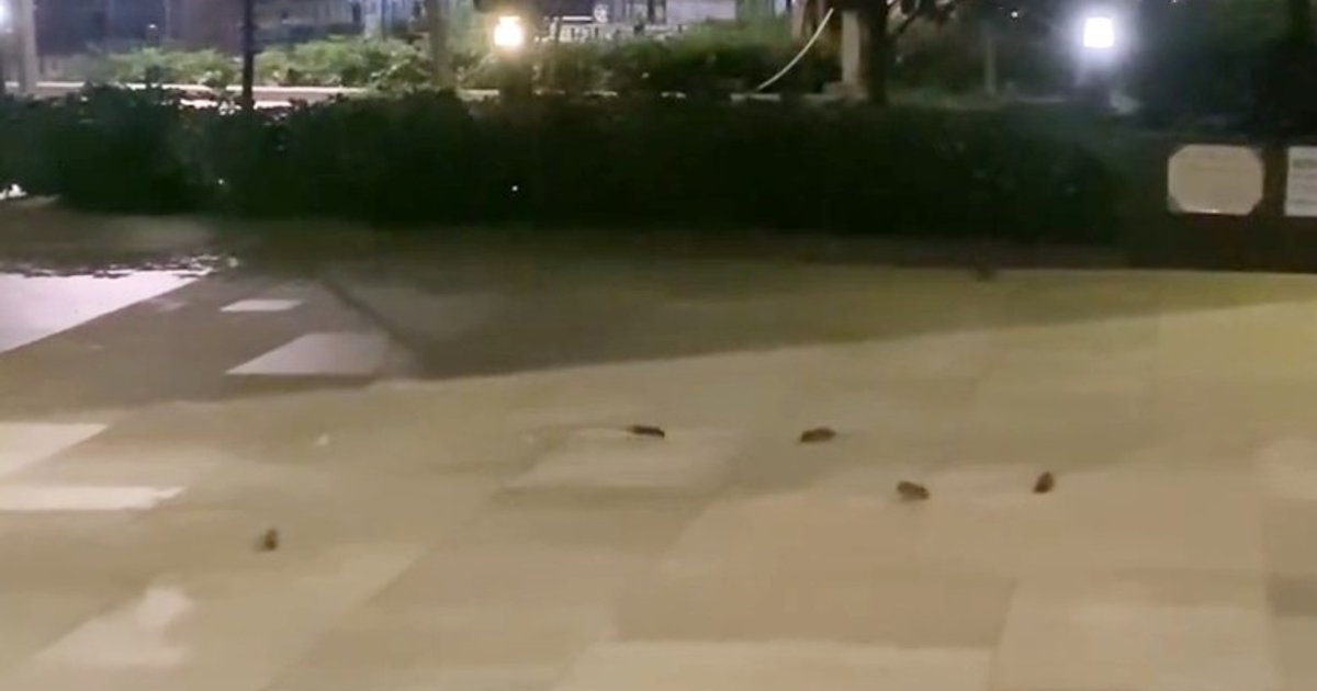 大角嘴樱桃街公园深夜变“老鼠乐园” 群鼠出没惹民忧
