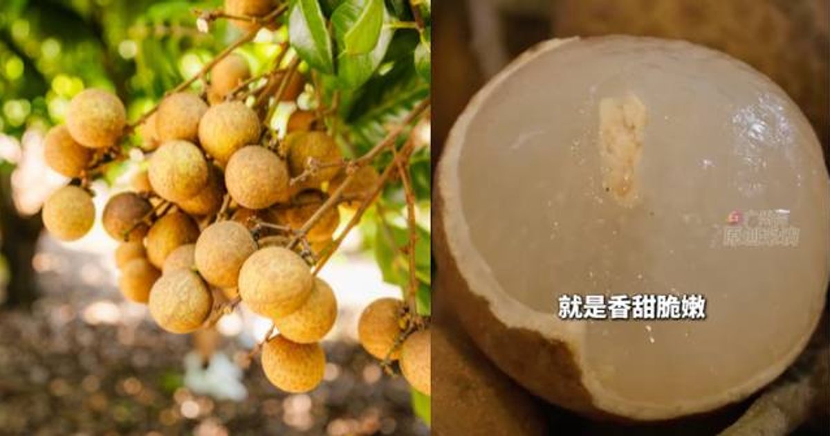 全球首个龙眼×荔枝杂交种“脆蜜”九月试卖 每公斤约82港元 料明年平价供港