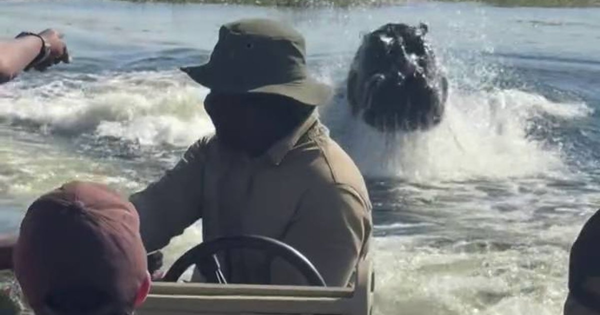 Tourist Boat Escapes Charging Hippo in Botswana