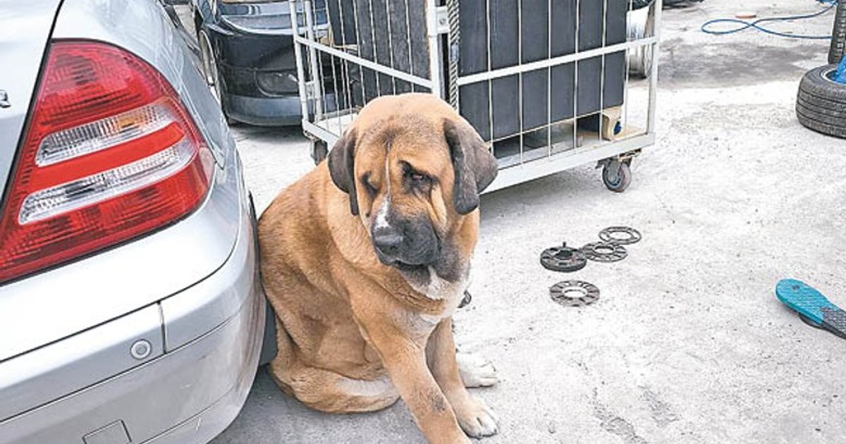 Legislator Urges Focus on Owner Accountability After Fatal Dog Incidents
