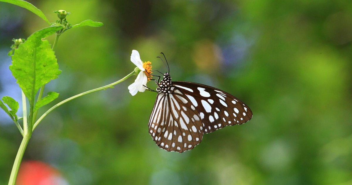 Overwintering Butterfly Numbers Surge 3.9-Fold, Deep Water Bay Records 1,408 — Second Highest in 17 Years