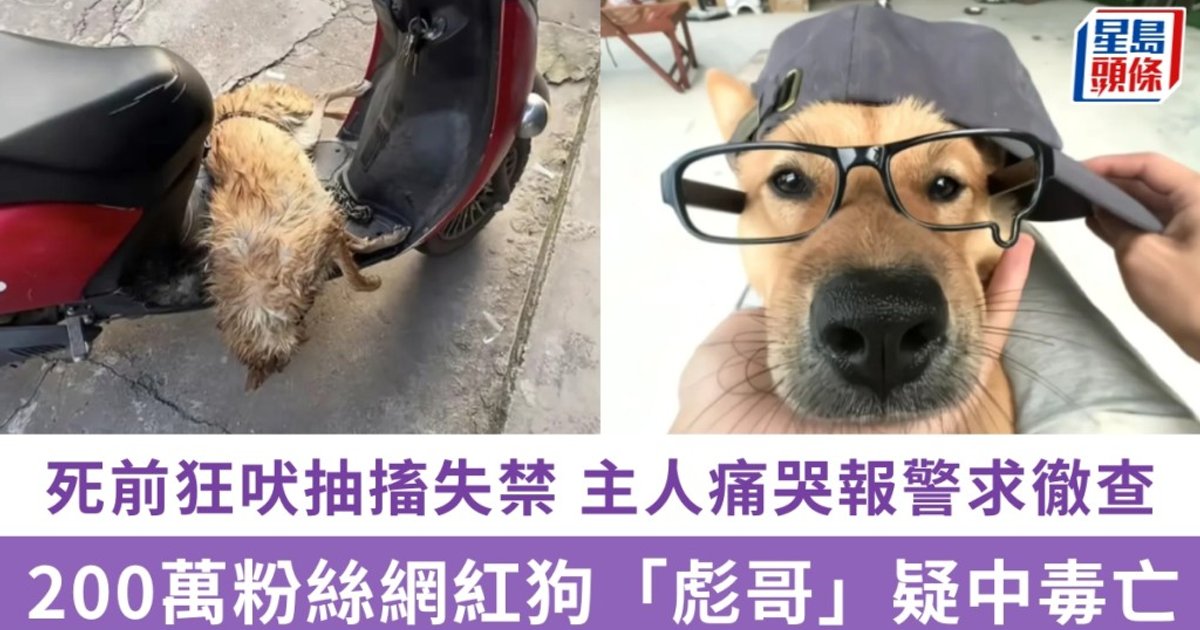 内地网红狗“彪哥”疑中毒猝逝 主人痛哭报警求彻查