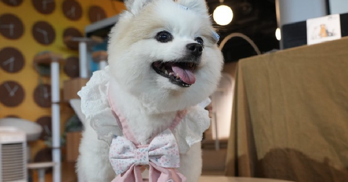 香港首例心脏微创手术 为十岁博美犬重燃生机