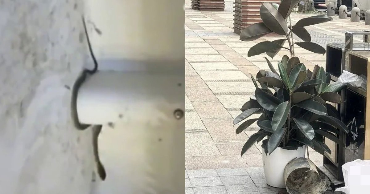 Online Plant Purchase Turns Into Nightmare as Four Snakes Hatch Over 18 Days