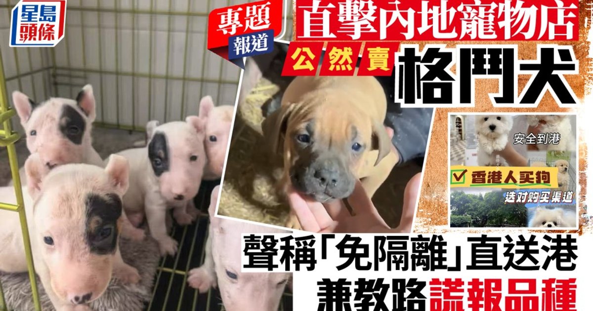 內地賣狗教路謊報格鬥犬品種惹關注