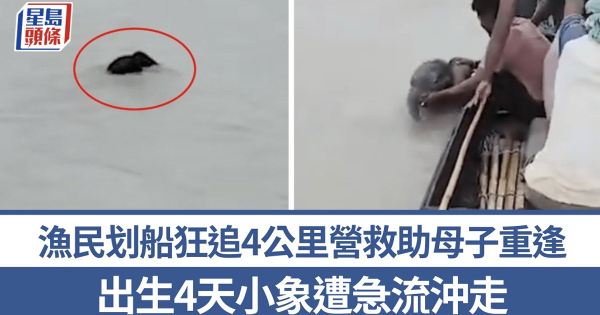 出生僅4天小象被急流沖走4公里　5漁民划船狂追成功營救　母子重逢場面動人