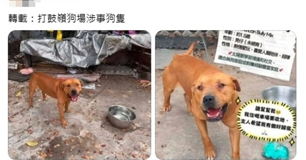 打鼓嶺致命狗襲案 網傳涉事犬「太陽仔」身世曝光