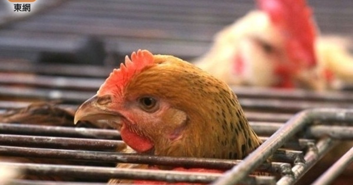 Hong Kong Suspends Poultry Imports from France Over H5N1 Outbreak