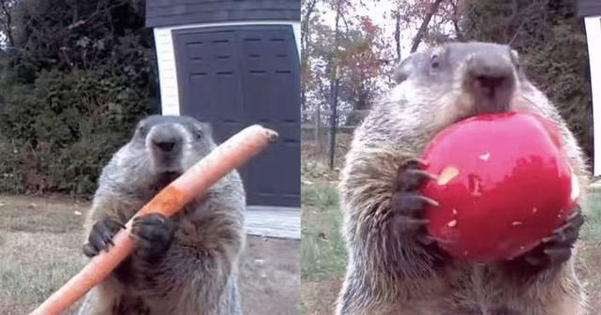 Delaware Groundhog Caught on Camera Becomes 'Eating Streamer' Internet Sensation