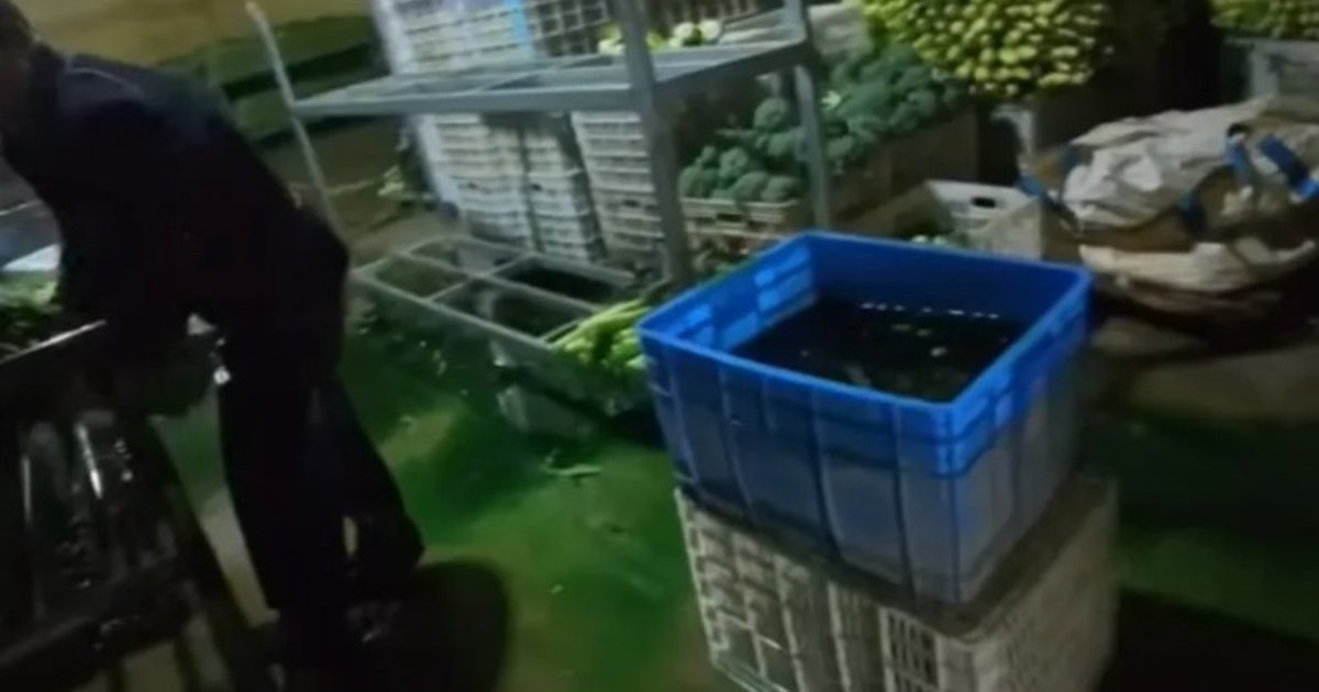Gansu County Exposes Dyed Lettuce Scandal; Six Companies Fined for Illegal Additive Use
