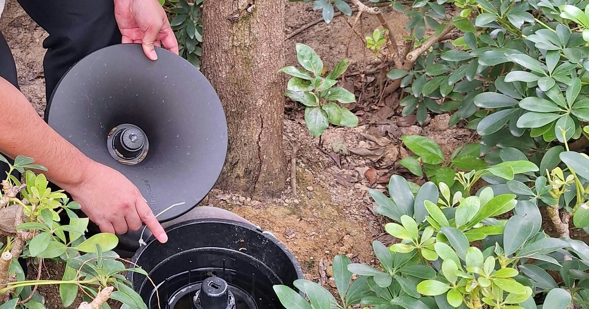 新一批白纹伊蚊指数出炉 17区全部低于警戒水平