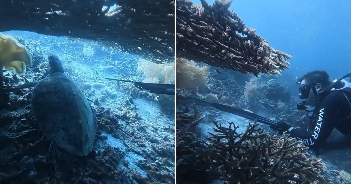 中國自由潛水教練印尼獵殺海龜烹食 登機離境前被截獲