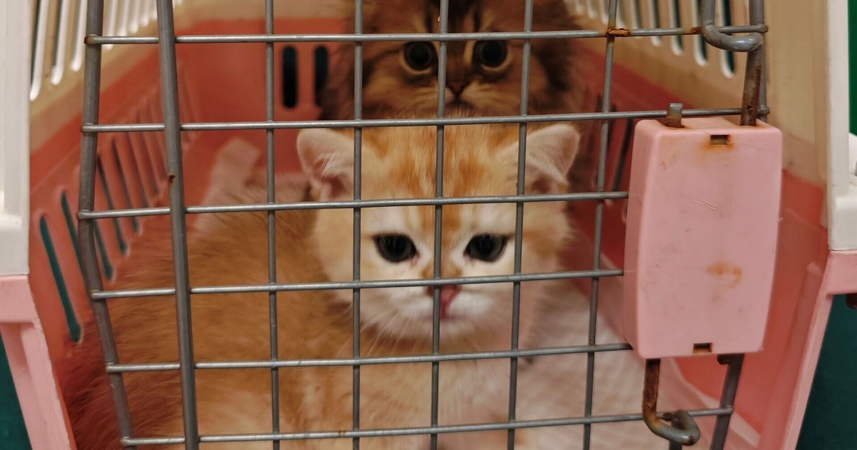 Mainland traveller arrested after two live cats found