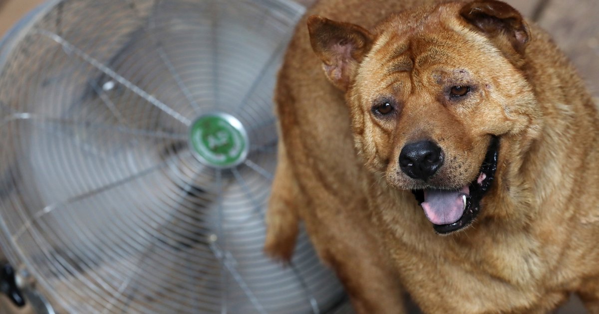 Experts urge caution as Hong Kong's heat and cramped living pose risks for large dog owners