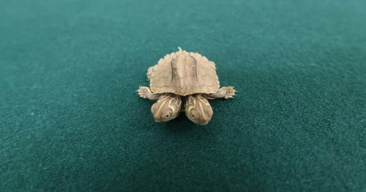 Two-Headed Map Turtle Seized at Lok Ma Chau; Experts Warn Artificially Bred Specimens Face Short Lifespans