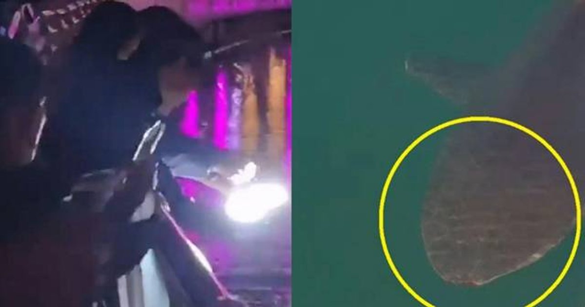 Injured Grey Reef Shark Remains Trapped in Busan Waterway After 20 Days