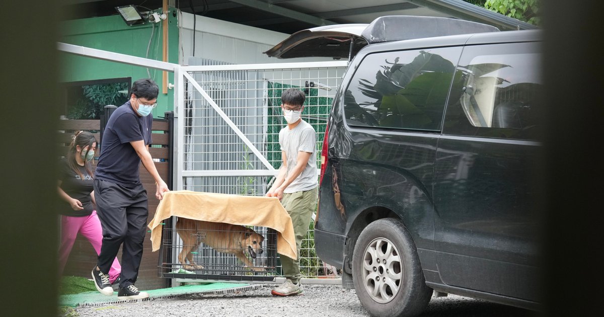 Stray Dog Fatally Mauls Handler at Hong Kong Pet Training Centre