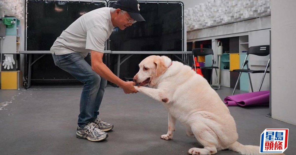 Dog Behavior Expert Urges Owners to Understand Triggers Amid Rising Attack Incidents