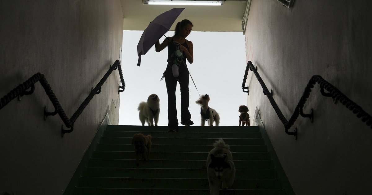元朗大狗咬死两小狗引发关注 专家教路防范捕猎本能攻击