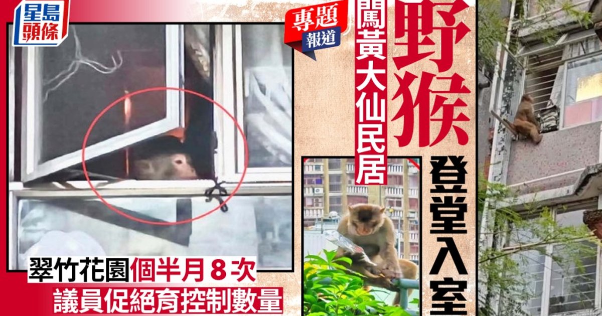 野猴登堂入室 闯黄大仙民居 翠竹花园一个半月8次 议员促绝育控制数量