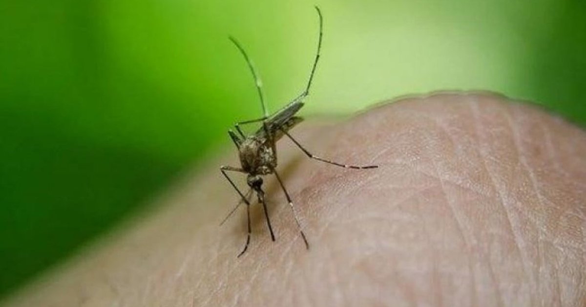 July mosquito index hits 9.6% across Hong Kong