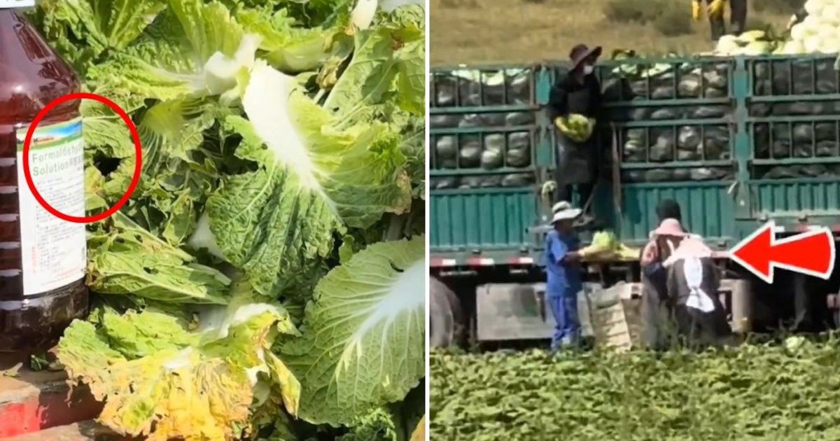 Hebei Formaldehyde Cabbage Scandal: Officials Confirm Arrests, Launch Traceability