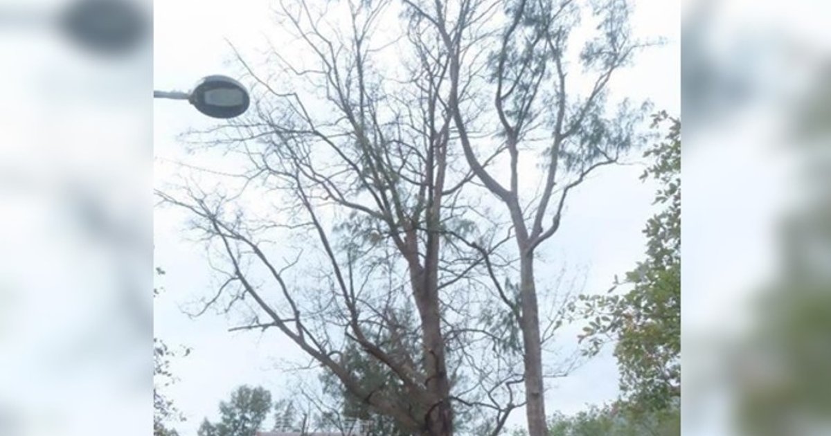 Leisure Department to Remove Dead Century-Old Tree at Silverstrand Beach Next Wednesday