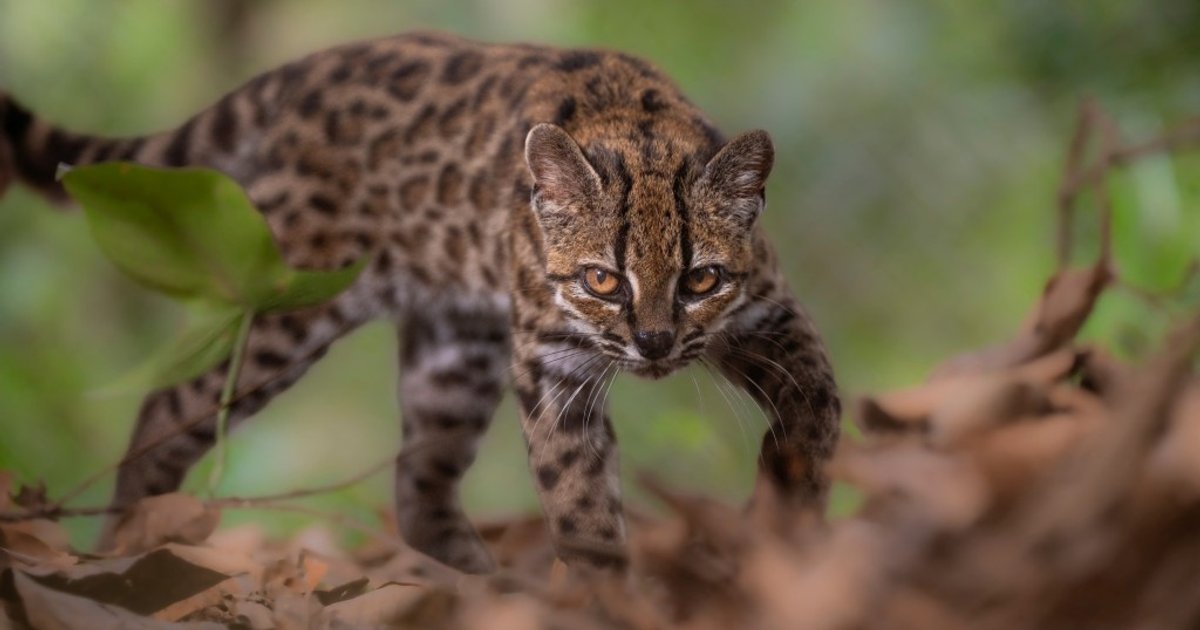 New Wild Cat Species Discovered in Bolivia for First Time in Over a Century