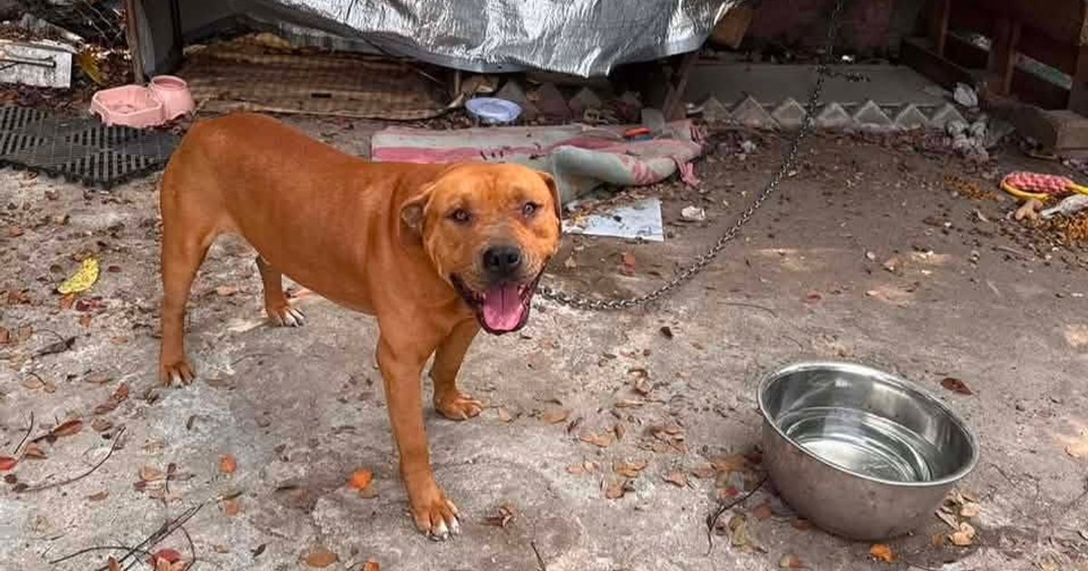 Tai Ku Ling Dog Fatality Sparks Debate on Fighting Dog Regulations and Enforcement Gaps