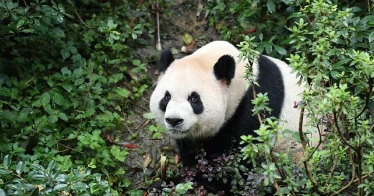 Xi Jinping Announces New Giant Pandas Ping Ping and Fu Shuang to Arrive at Zoo Atlanta