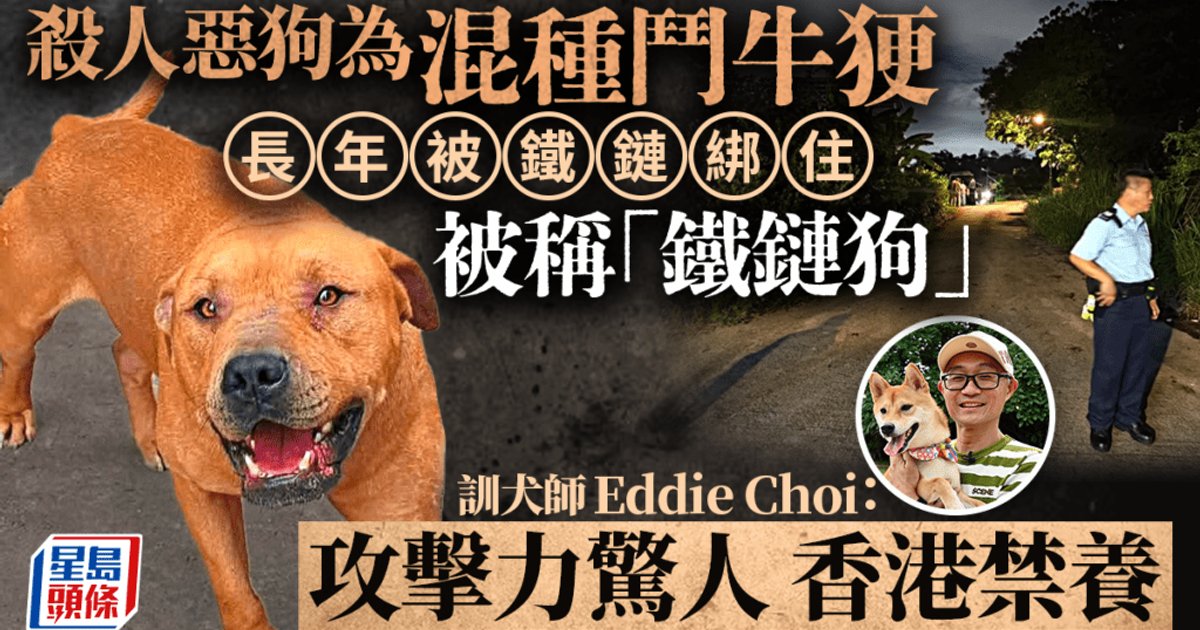 打鼓岭狗咬死人|涉事狗只「太阳仔」为混种斗牛㹴 多年被铁链锁住 获义工救出待领养