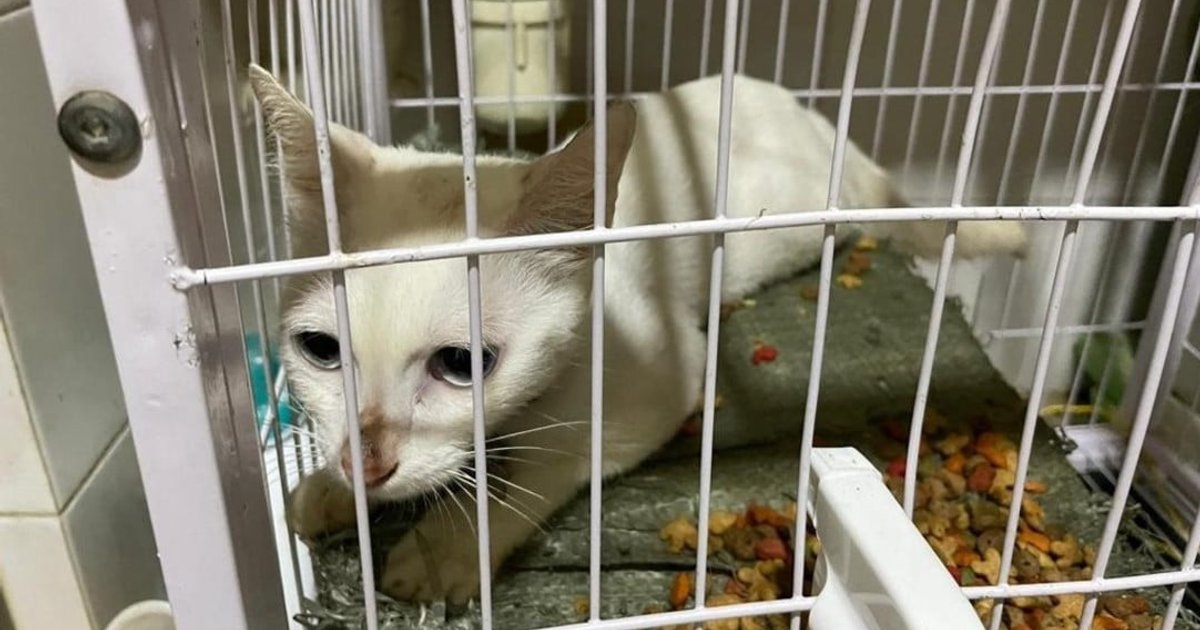 施政報告提打擊虐待動物 爭取明年完成修例