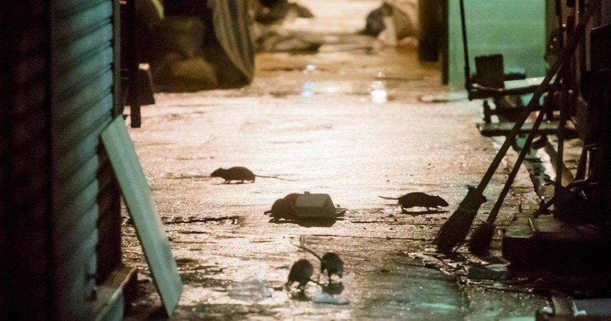 Hong Kong Stays Alert to Imported Plague Risk