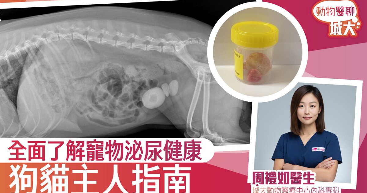 全面了解寵物泌尿健康:狗貓主人必讀指南