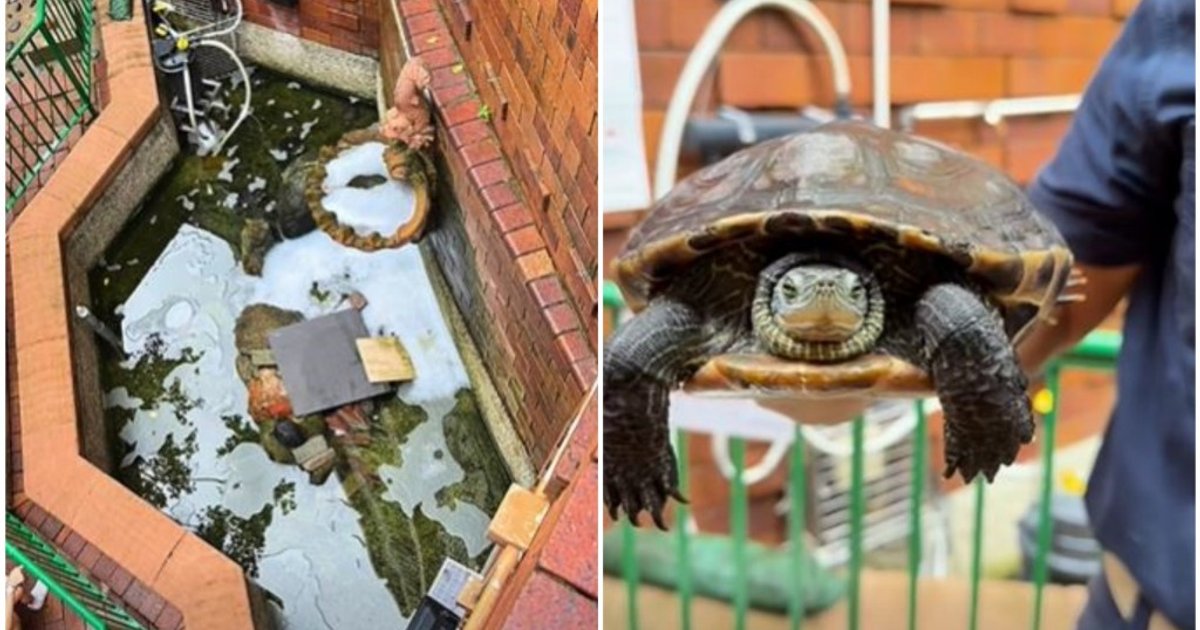 錦英苑水池遭投洗衣球 42歲男涉虐待動物被捕