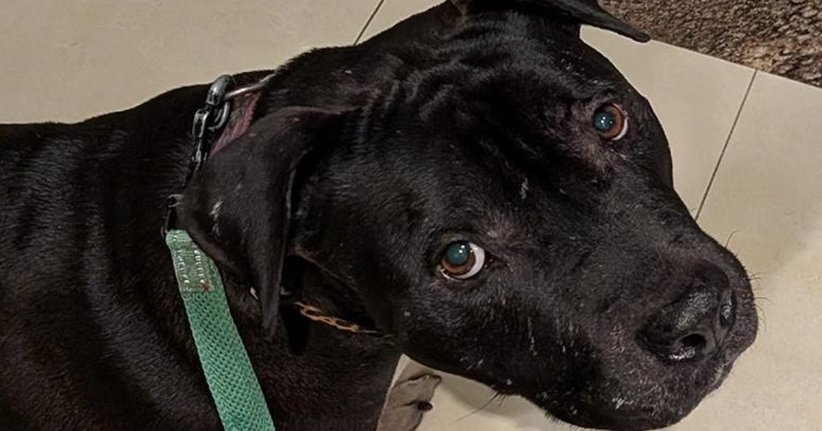 AFCD Takes 8-Year-Old Dog Based on Visual Inspection, Owner Cries Foul Over Sloppy Enforcement