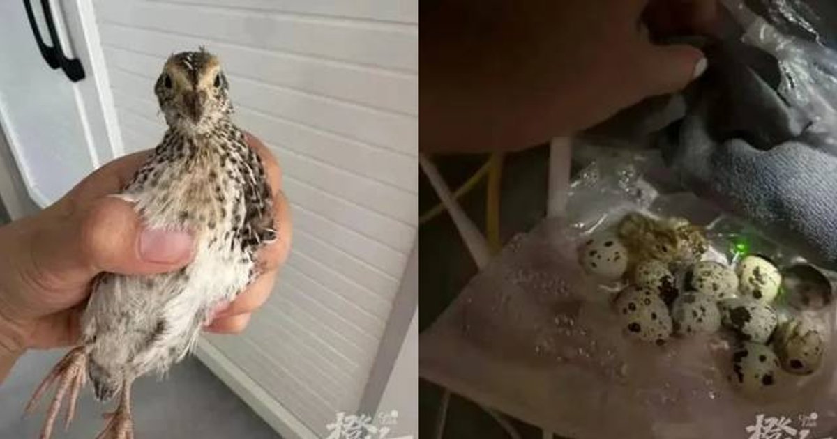 Anhui Mother Hatches Quail Chicks Using Old Router to Comfort Grieving Son